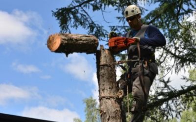 Спил и вырубка деревьев - услуги - Хасавюрт, цены, предложения специалистов