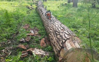 Спил и вырубка деревьев, корчевание пней - Махачкала, цены, предложения специалистов