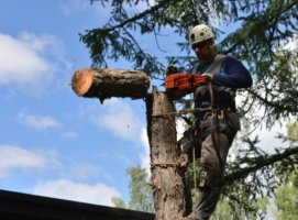 Спил и вырубка деревьев - услуги