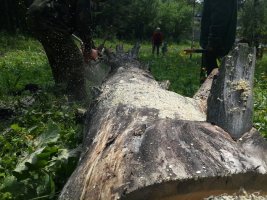Спил и вырубка деревьев, корчевание пней стоимость услуг и где заказать - Махачкала